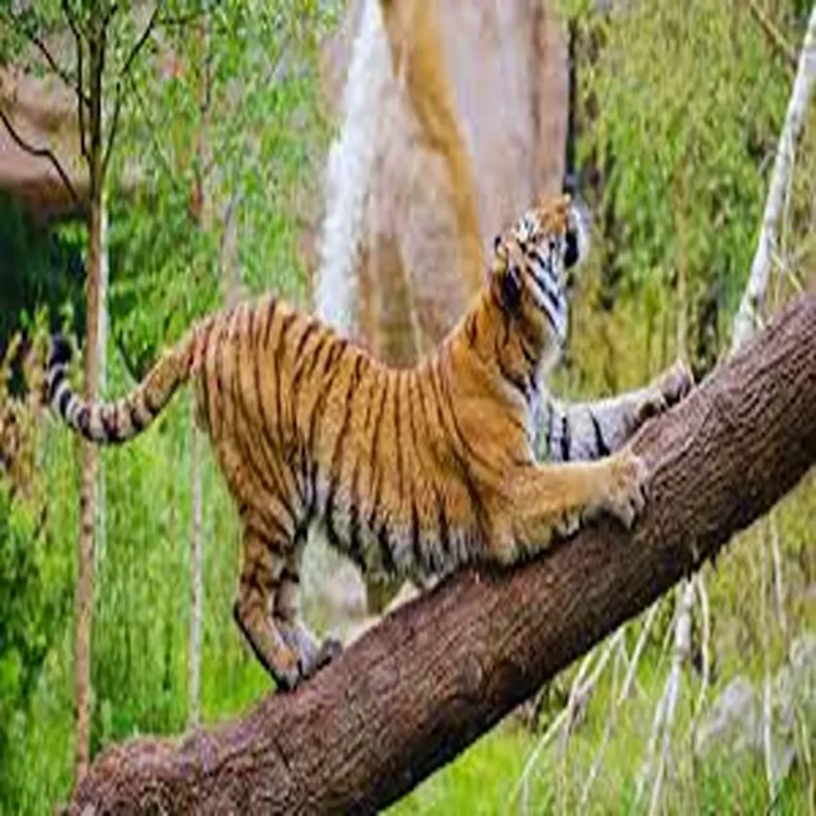 Forest conservation women led wildlife protection