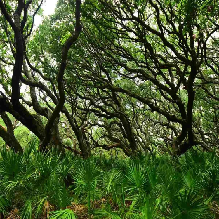 Forest land encroachment clearance capital