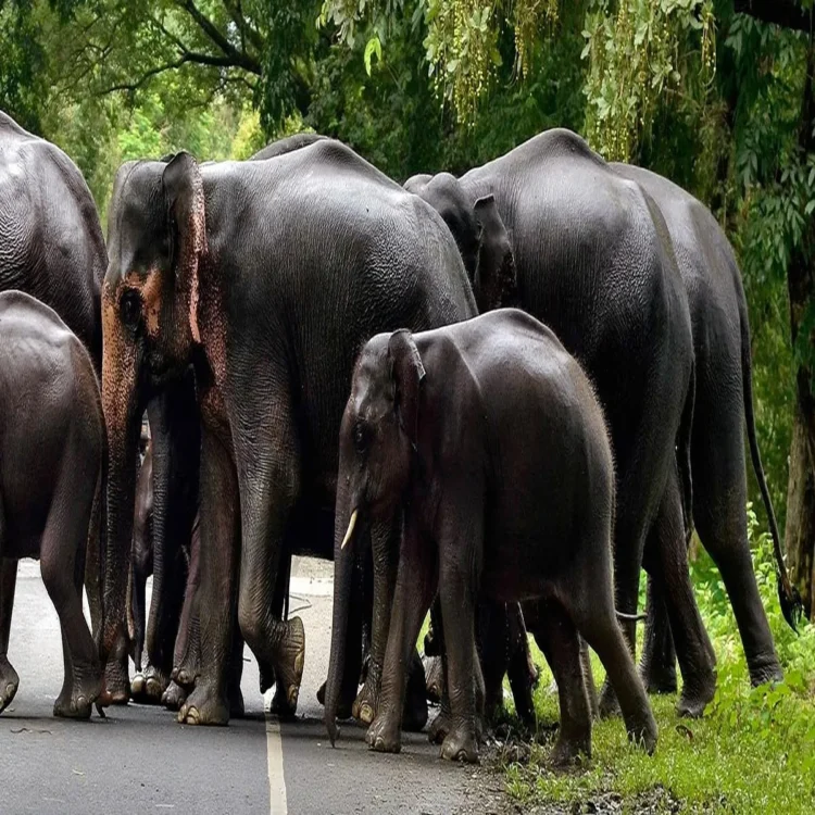Jharkhand elephant corridor expansion