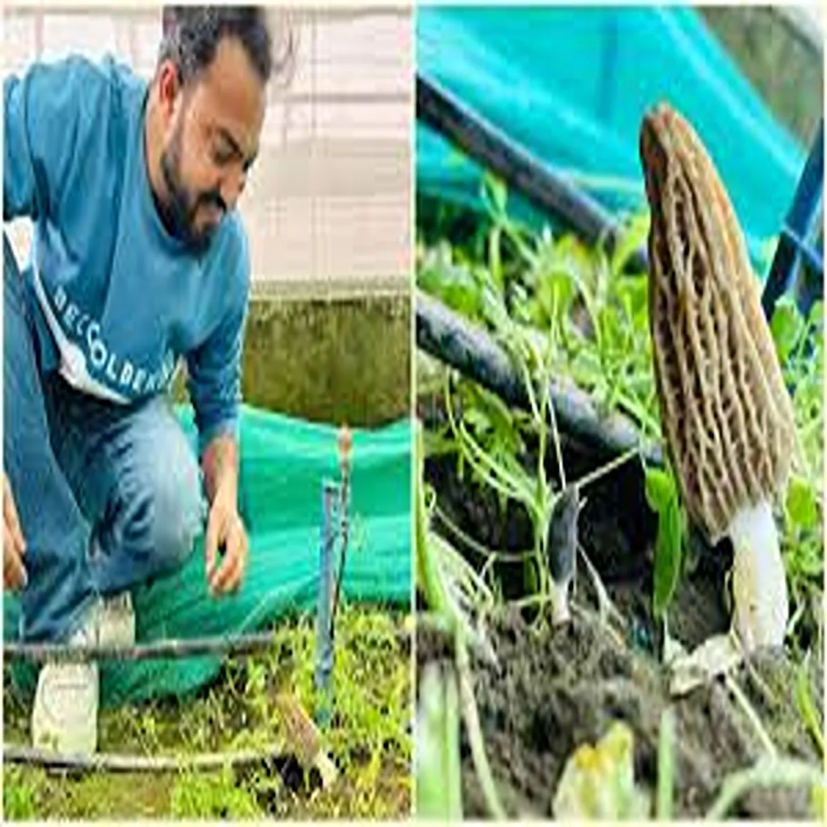 Agriculture kashmir scientists achieve breakthrough rare