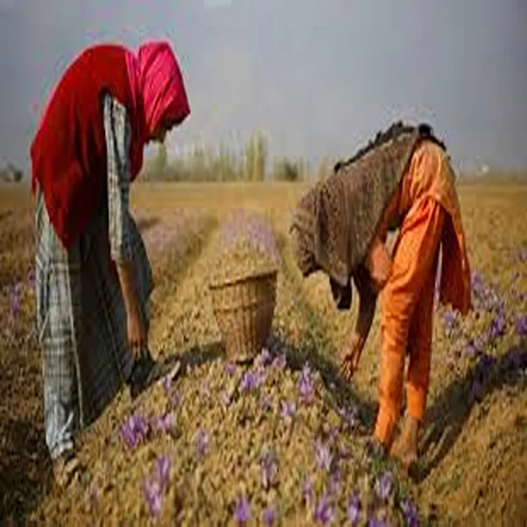 Kashmir saffron porcupine threat