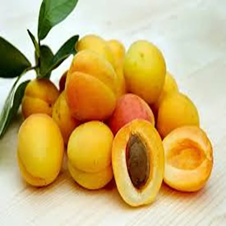 Ladakh apricot export global deal