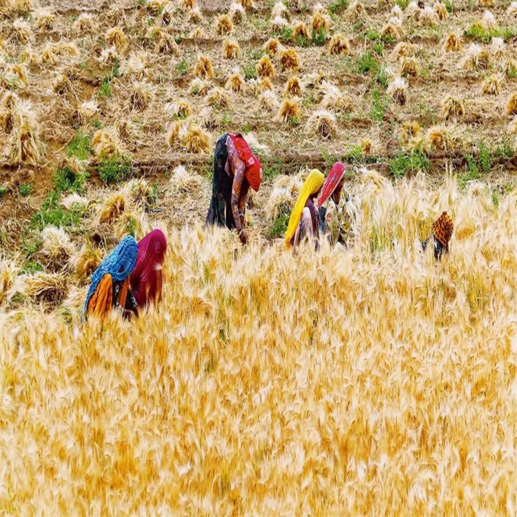 Madhya pradesh wheat procurement limit