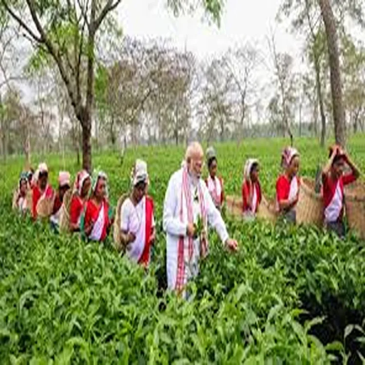 Nadda congress tea tribes assam politics