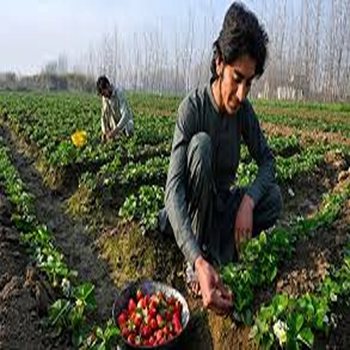Agriculture pakistan faces rising food imports