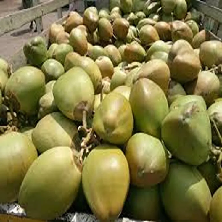 Pollachi tender coconut exports disruption