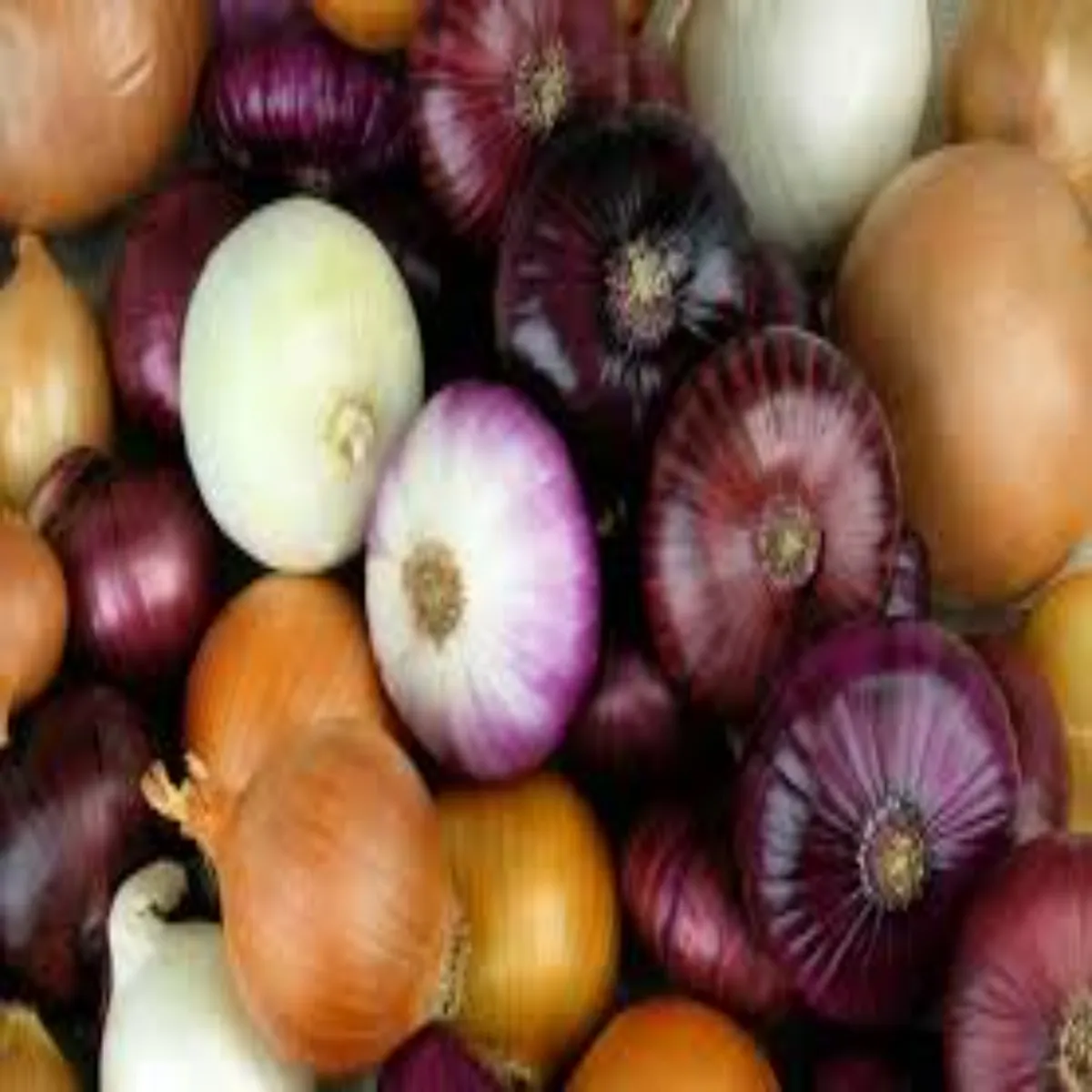 Onionbenefits raw onion intake helps protect