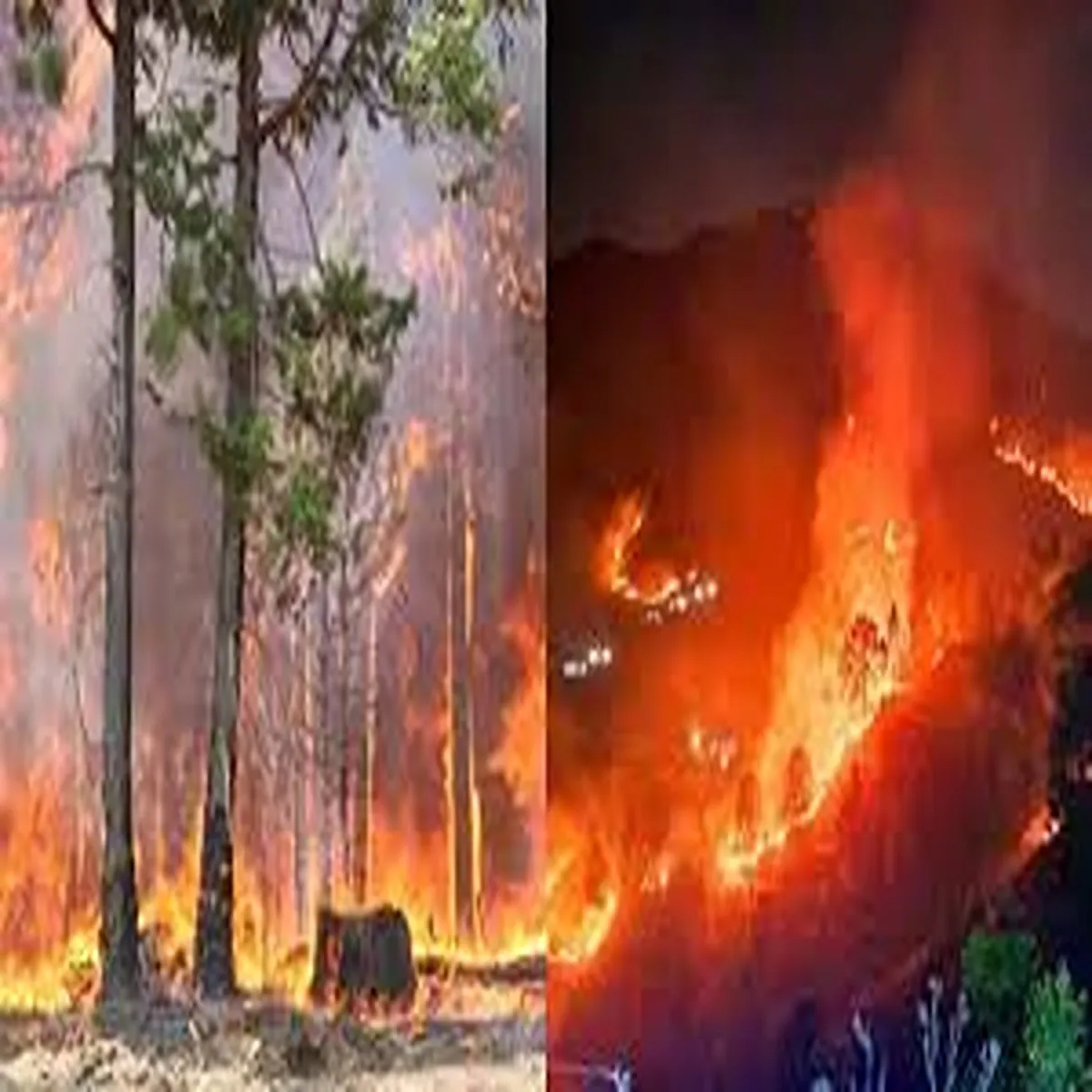 Forestfires rising forest fire incidents reported
