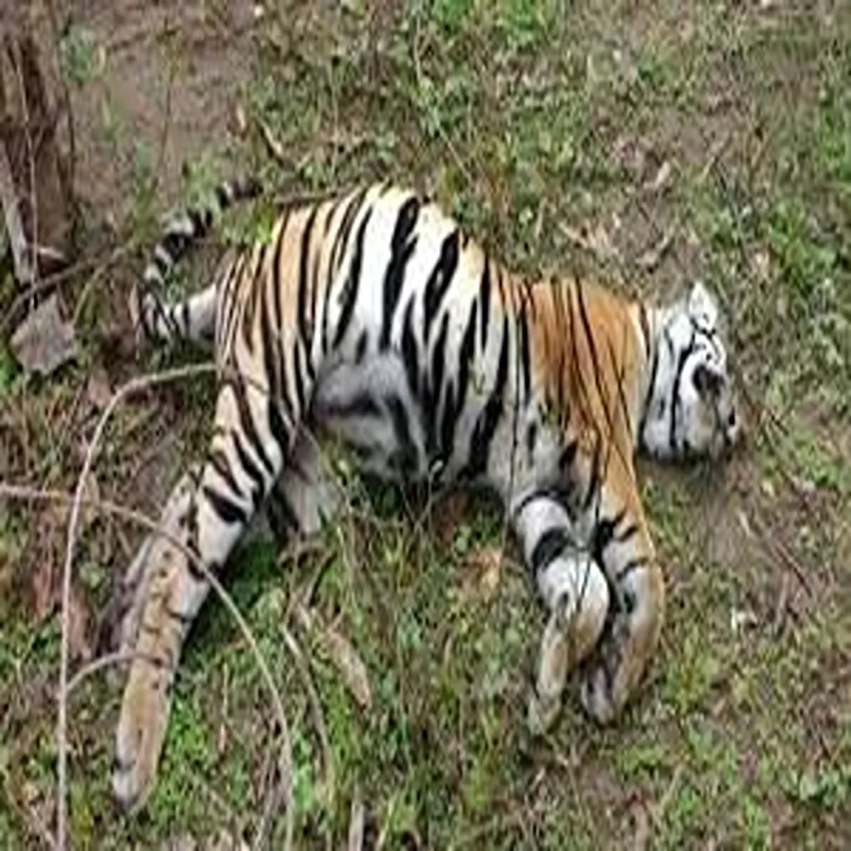 Wildlife tiger death seoni raises concerns