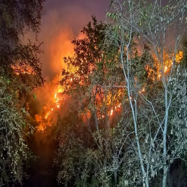 Seshachalam forest fire alert