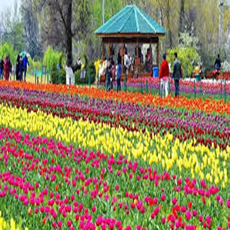 Srinagar tulip tourism surge