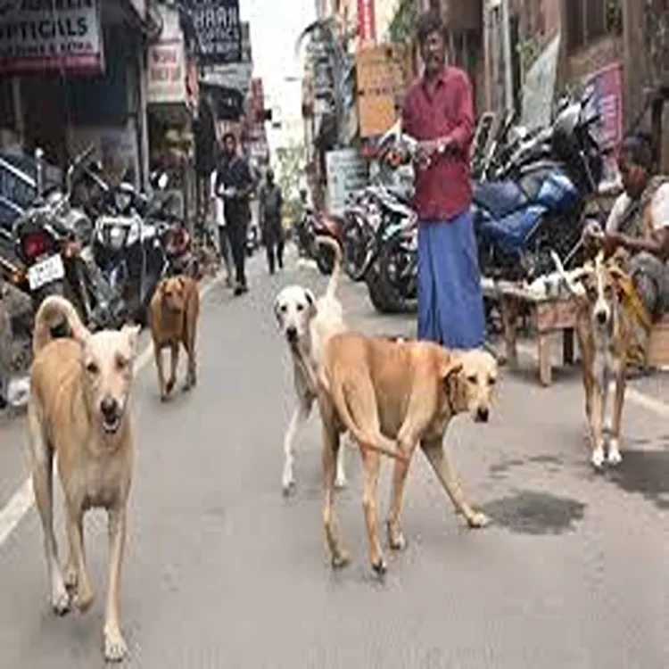 Stray dog bite cases punjab