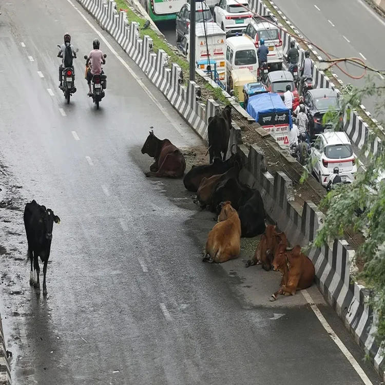 Supreme court stray cattle safety