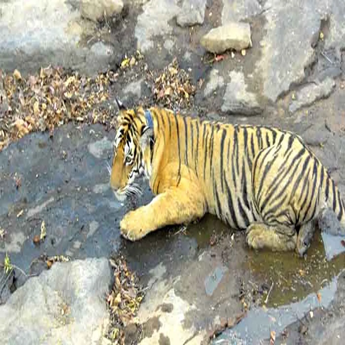 Wildlife tiger death panna reserve raises