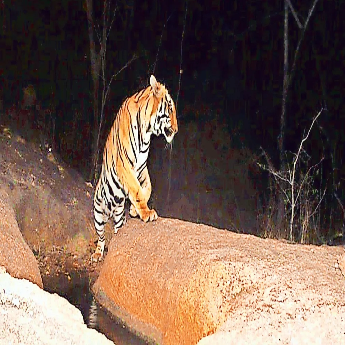 Wildlife tiger death madhya pradesh raises