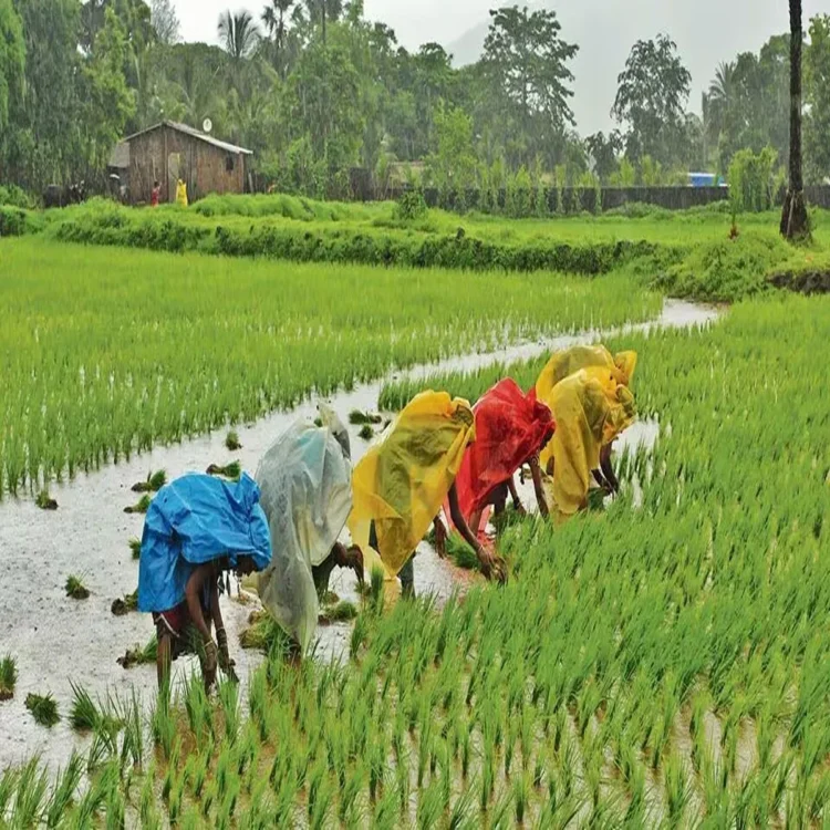 Weak monsoon india agriculture crisis