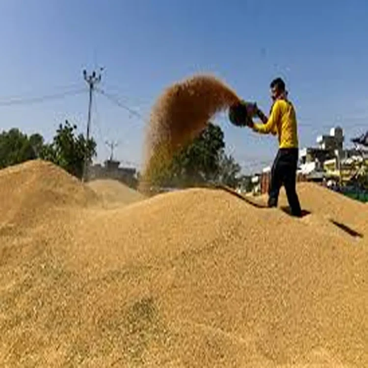 Weather hit wheat procurement delhi policy