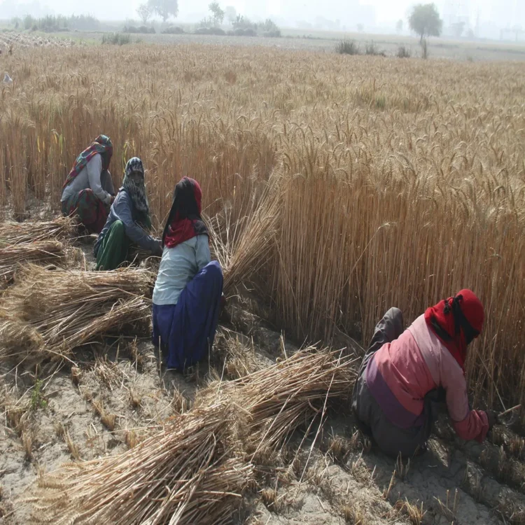 Wheat output rise april showers