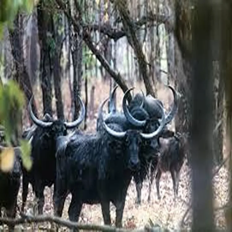 Wild buffalo reintroduction kanha