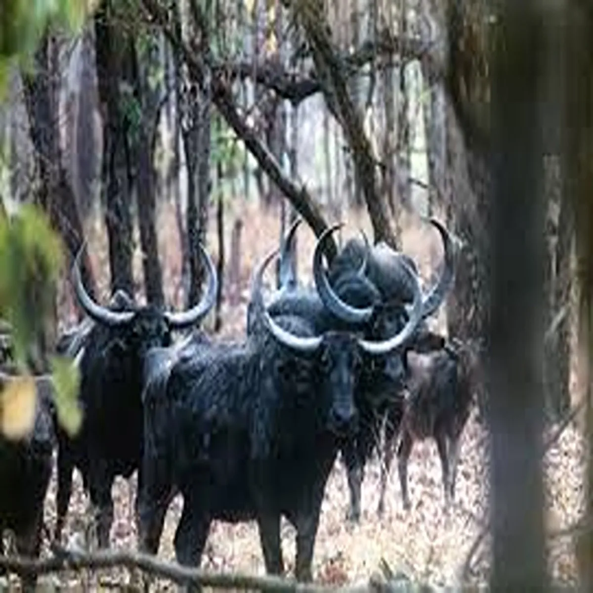Wildlife endangered wild buffaloes reintroduced kanha