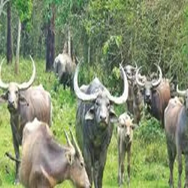 Wild buffalo return kanha