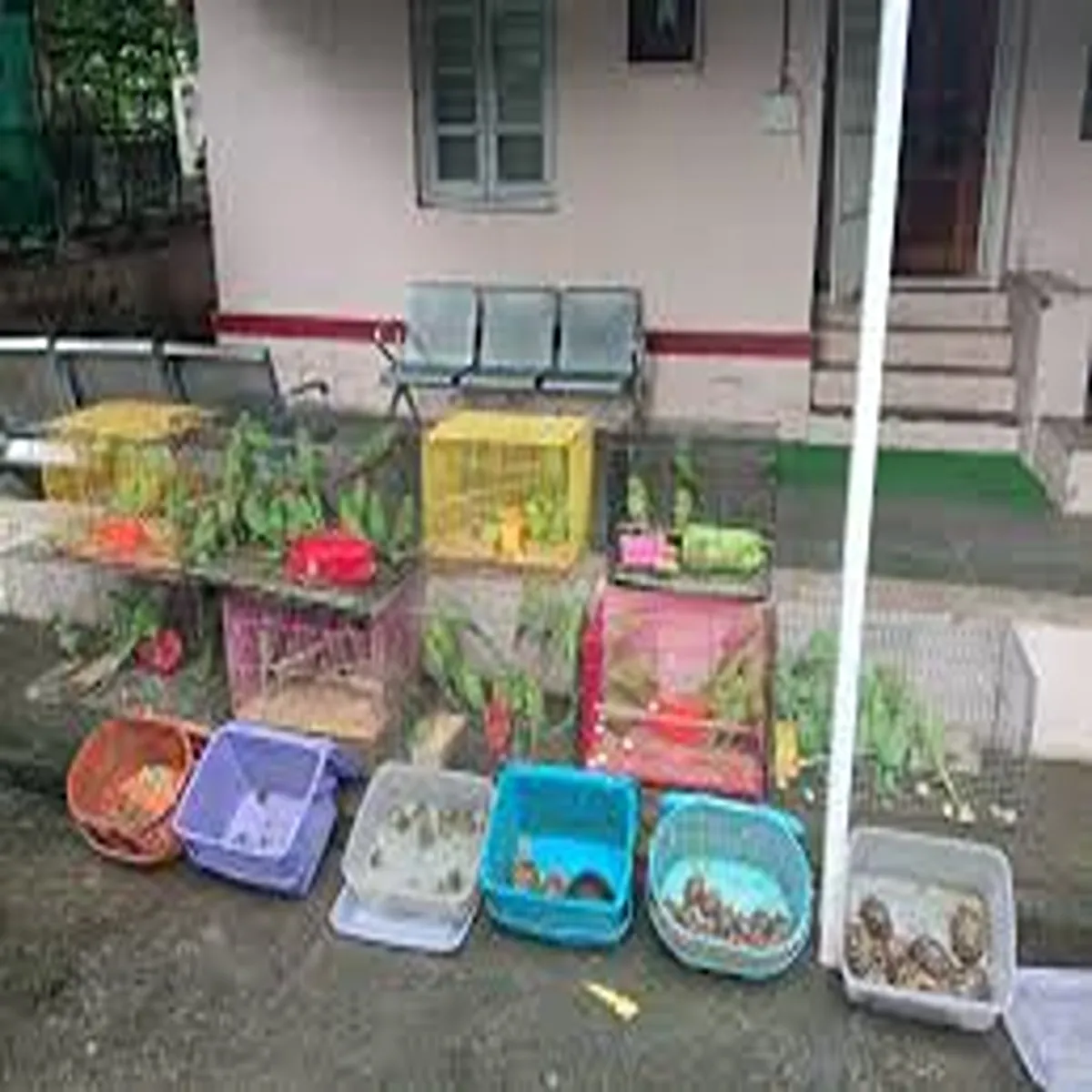 Wildlifecrime four held mumbai attempted illegal