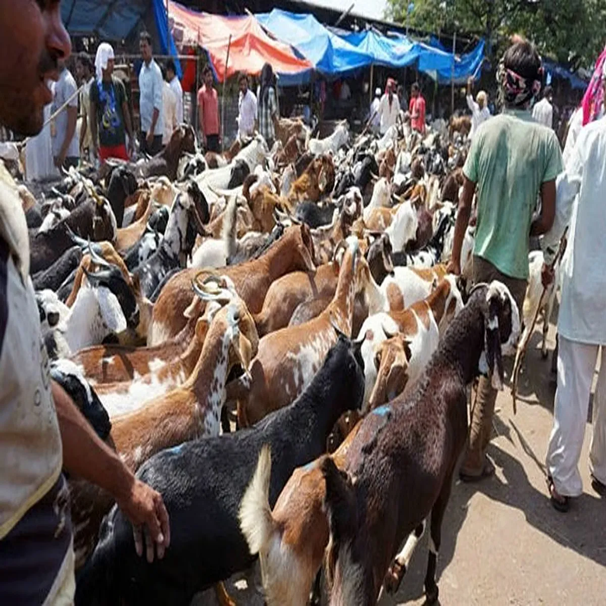 Transportrules maharashtra intensifies animal transport checks