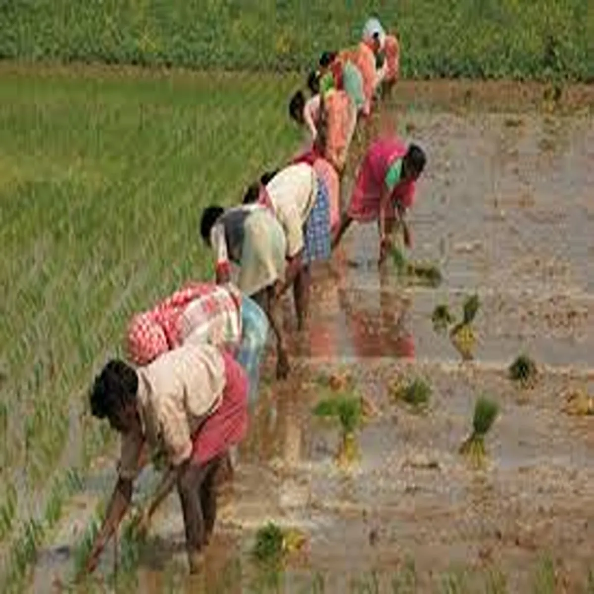 Agriculture centre plans fresh push welfare