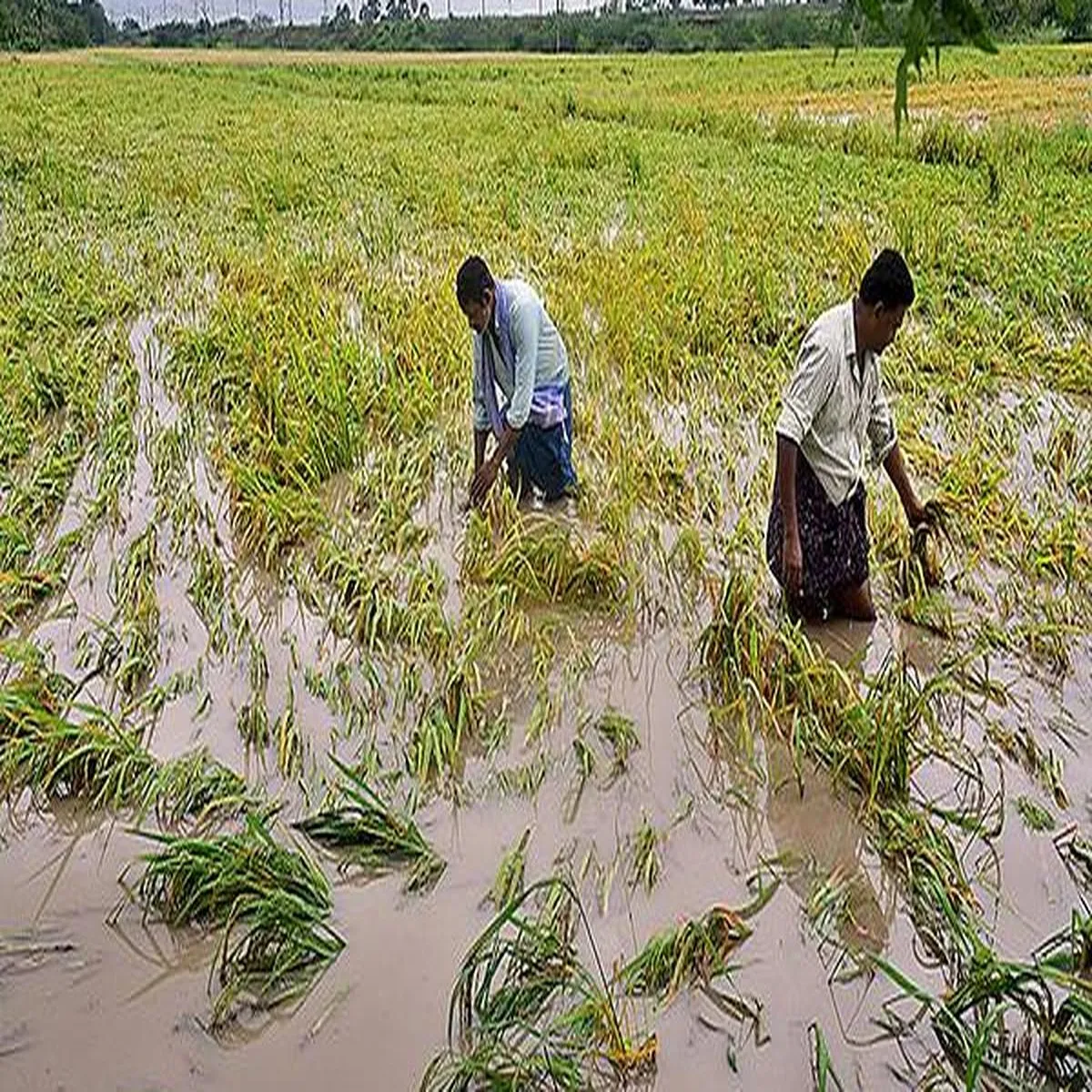 Agriculture loans tamil nadu loan waiver
