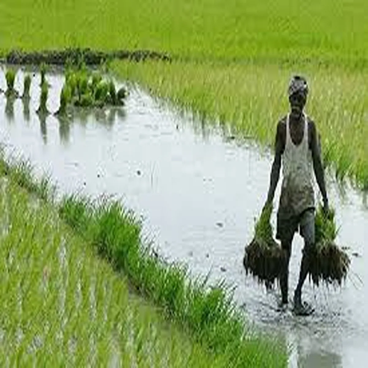 Agriculture andhra pradesh government targets relief