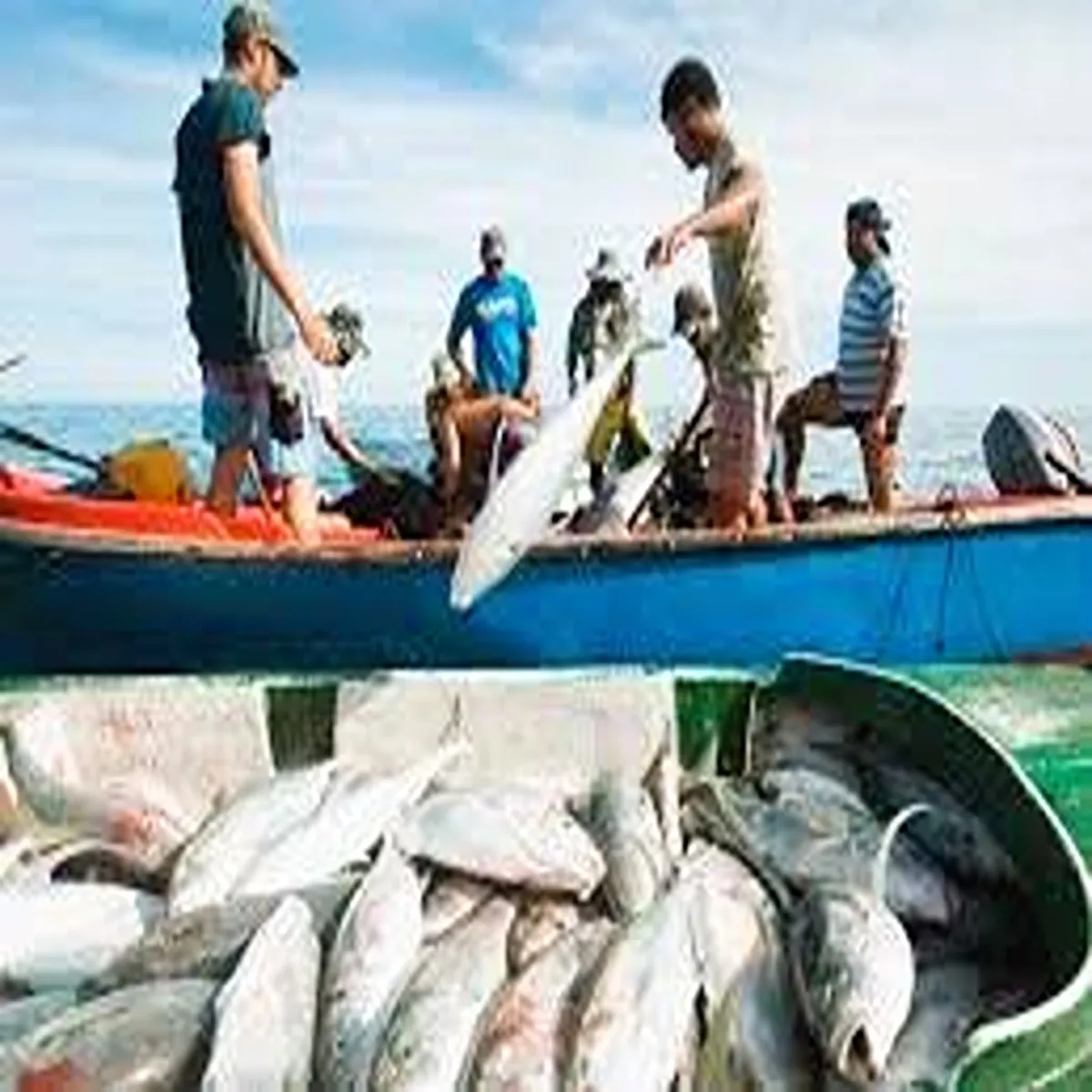 Fisheries andhra pradesh marine catch falls