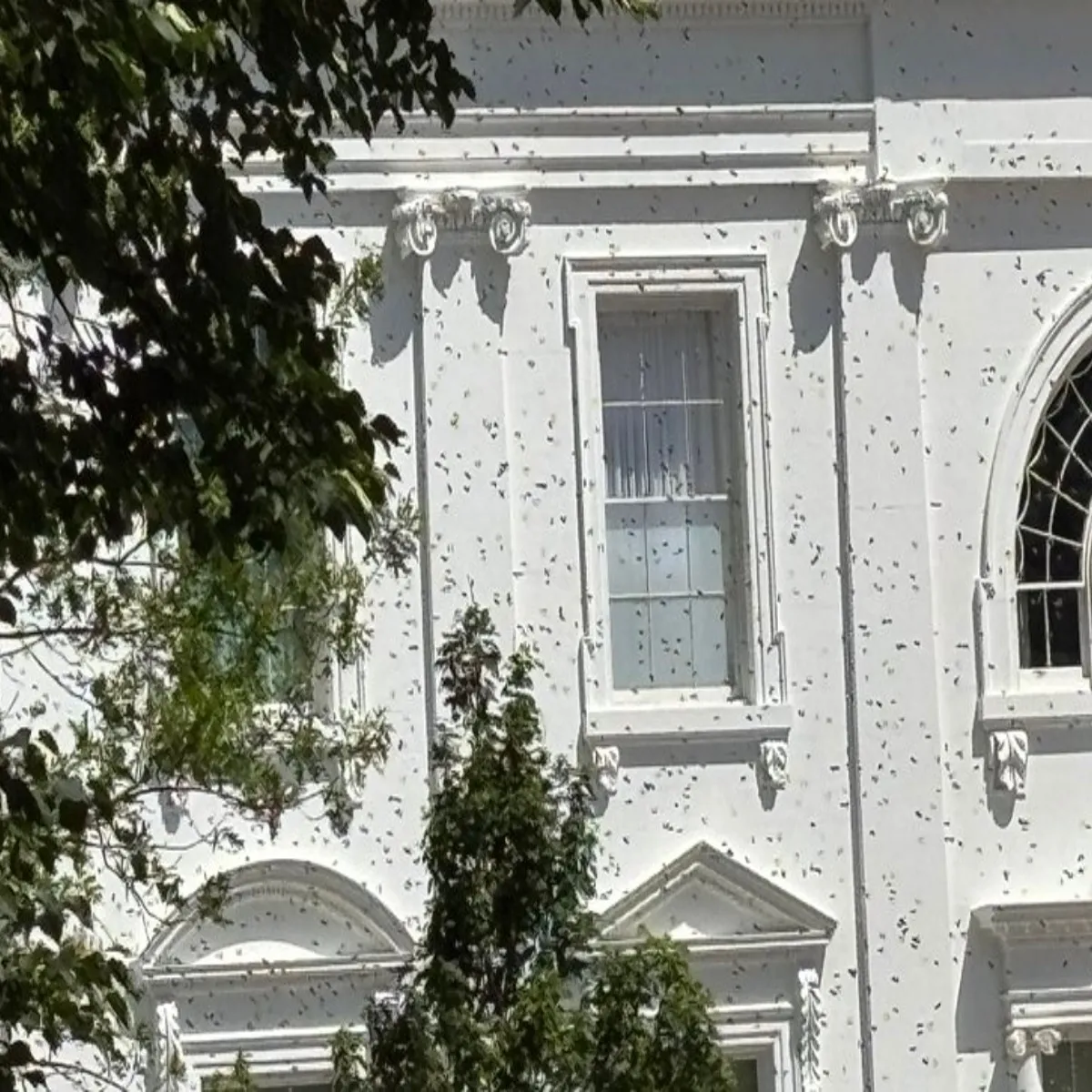 Bees white house grounds witness brief