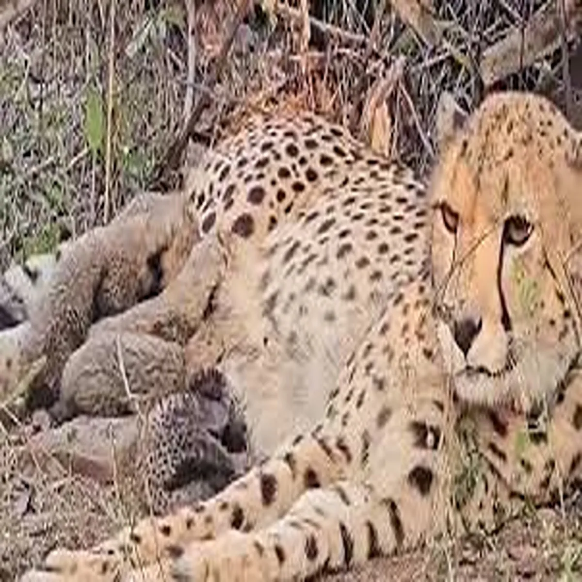 Cheetahconservation four cubs die near kuno
