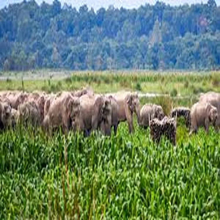 Elephant conflict research jharkhand