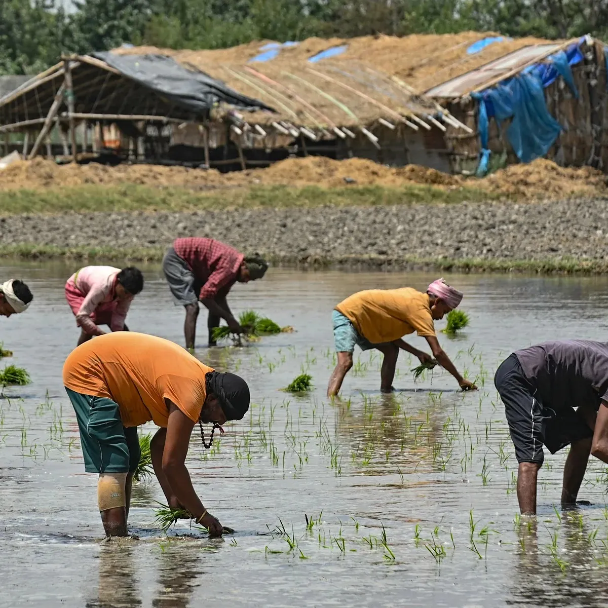 Fertiliser crisis india faces supply strain