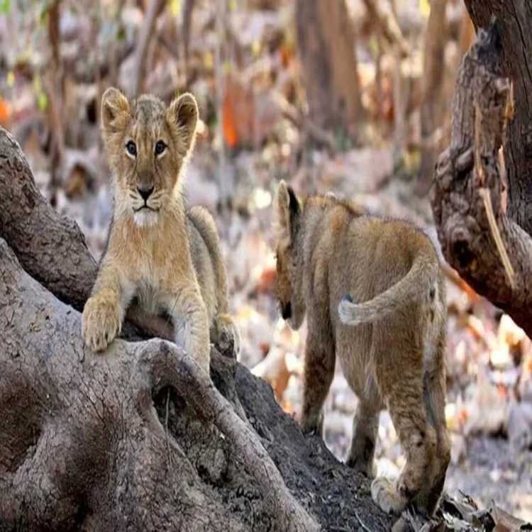 Gir lion cub deaths monitoring 2