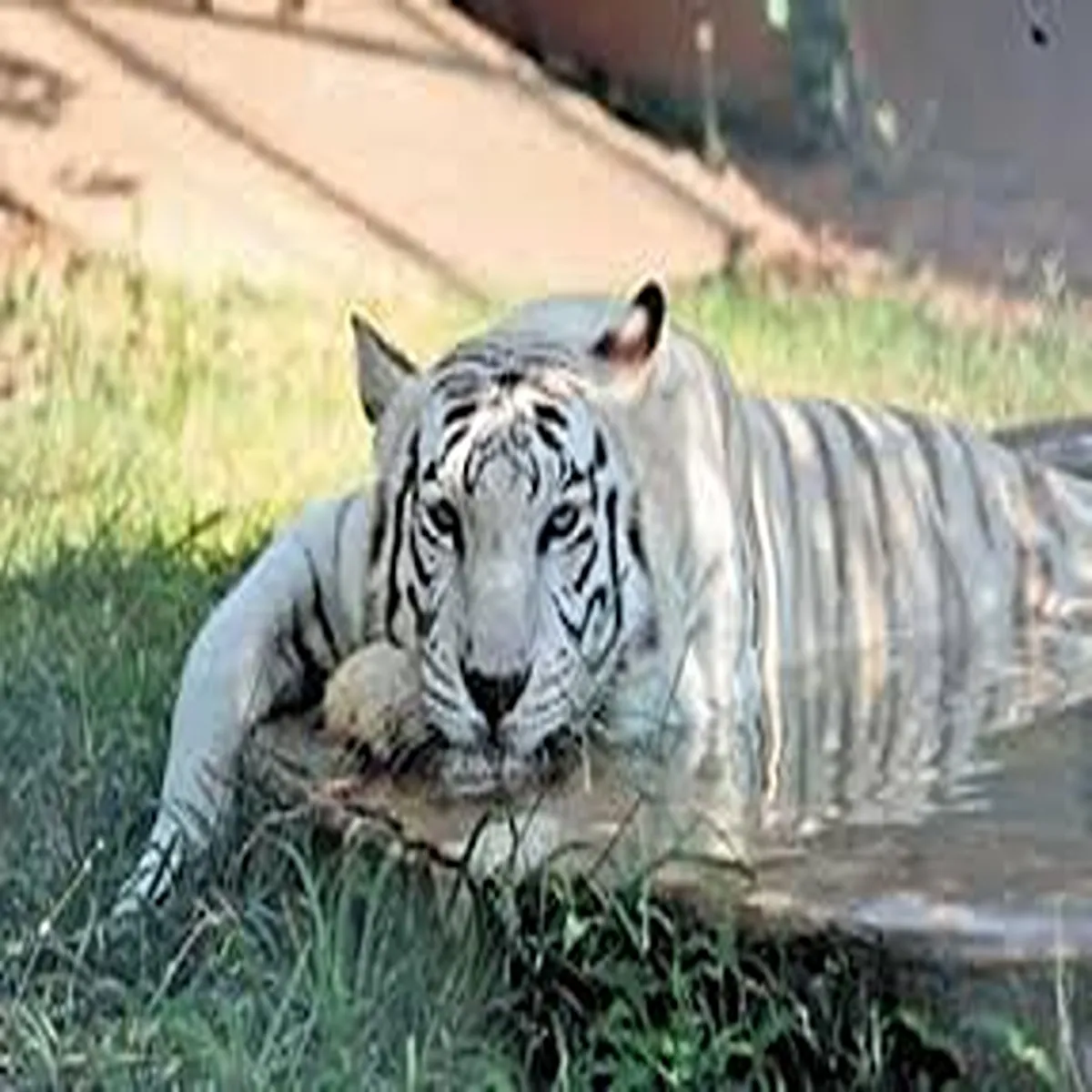 Heatwave nandankanan zoo expands summer protection