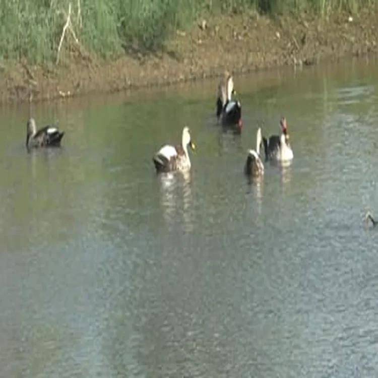 Indian spot billed ducks thoothukudi wetlands