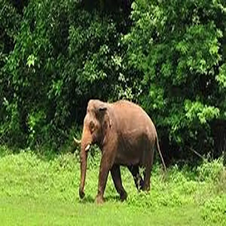 Jharkhand elephant ied injury