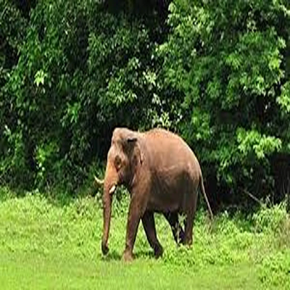 Wildlife elephant seriously injured ied blast
