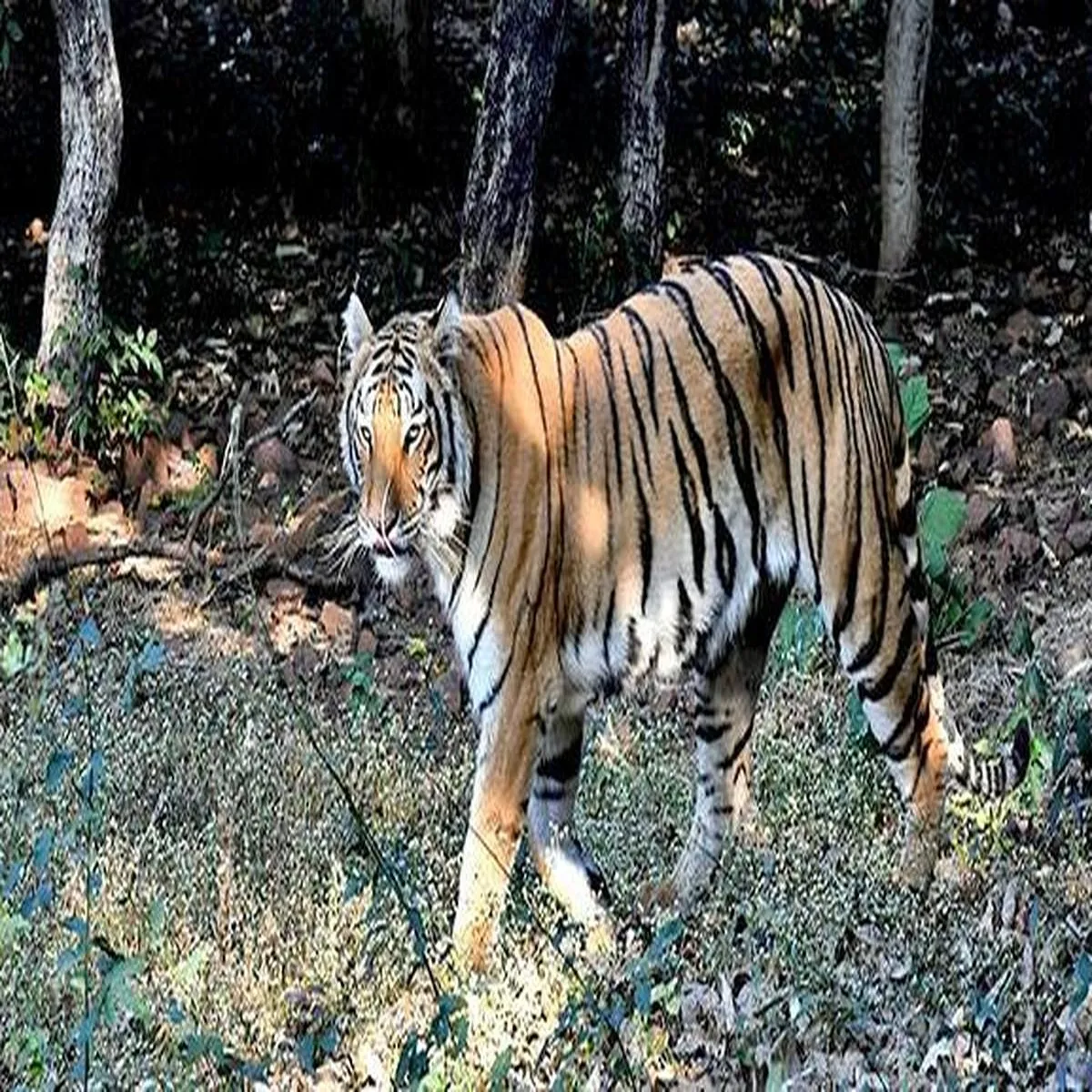 Wildlife tigress four cubs die within