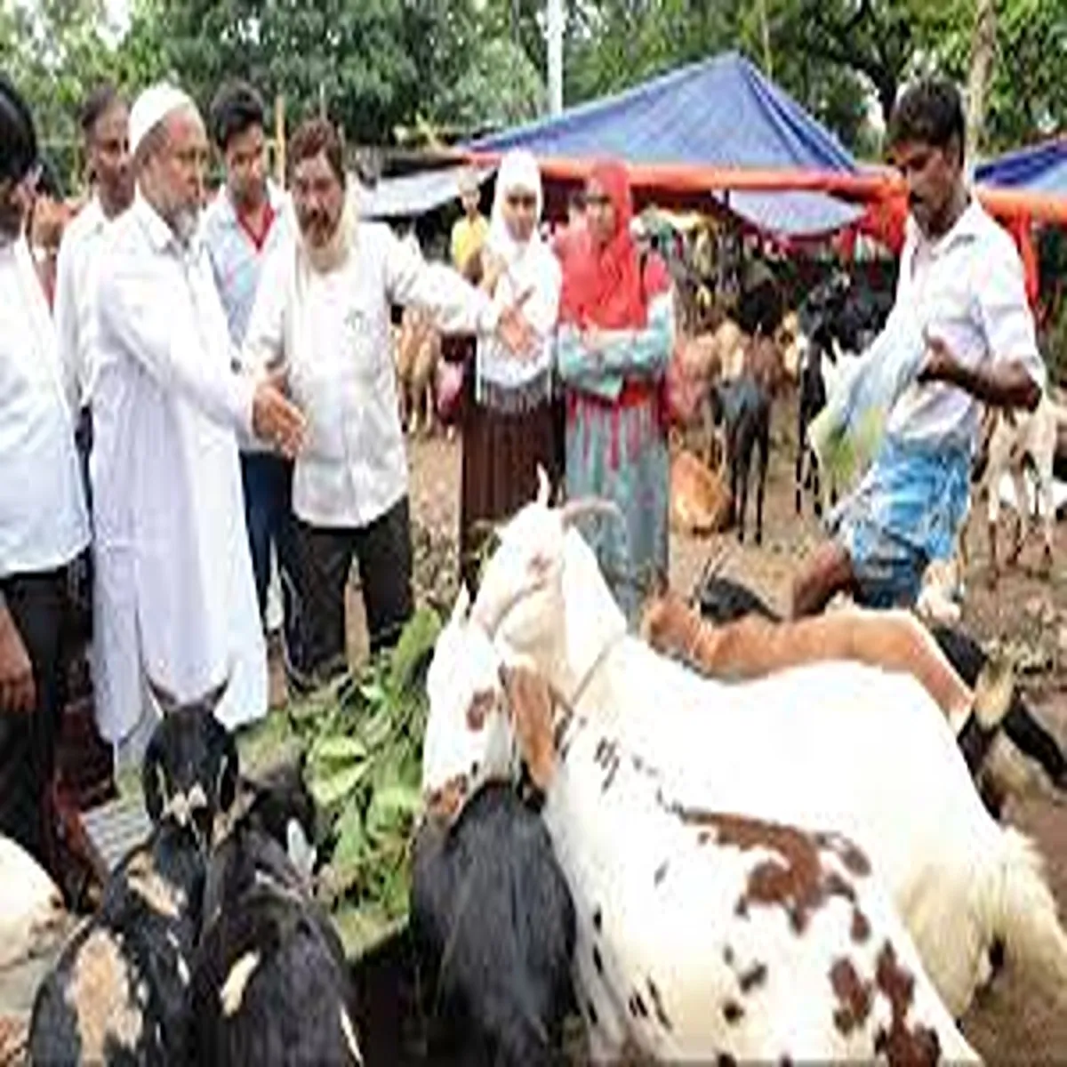 Livestock market lucknow goat traders see