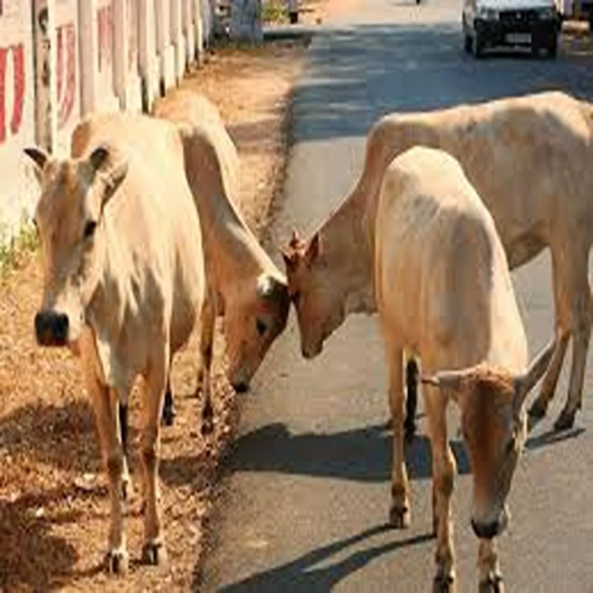 Agriculture maharashtra government tightens action illegal