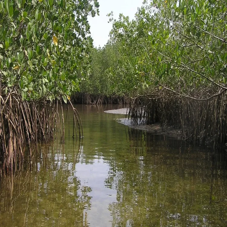 Mangroves perupalem coastal encroachment