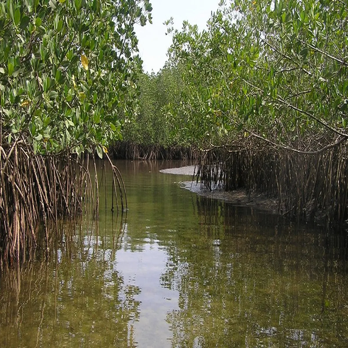 Mangroves coastal wetlands near perupalem face