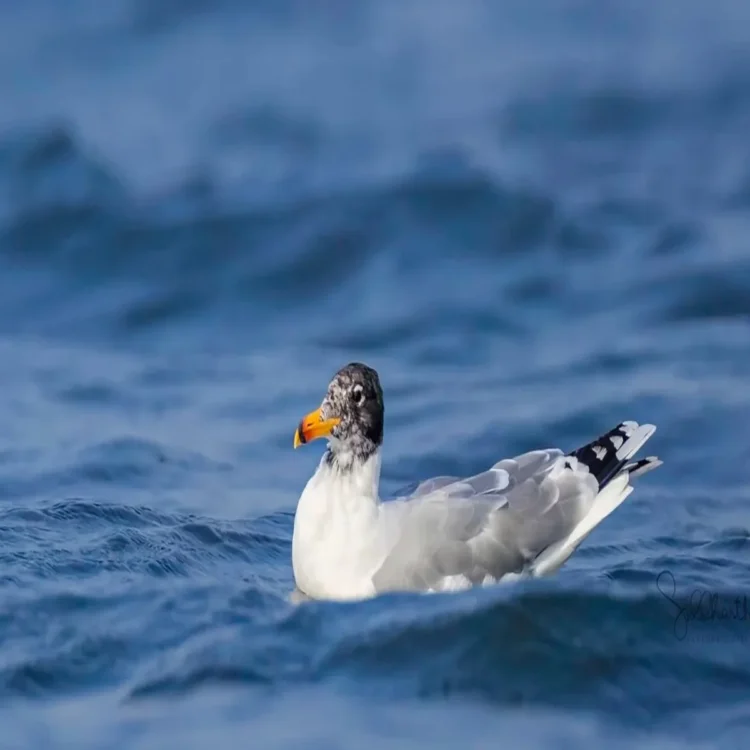 Migratory birds pallas gull spiti lake