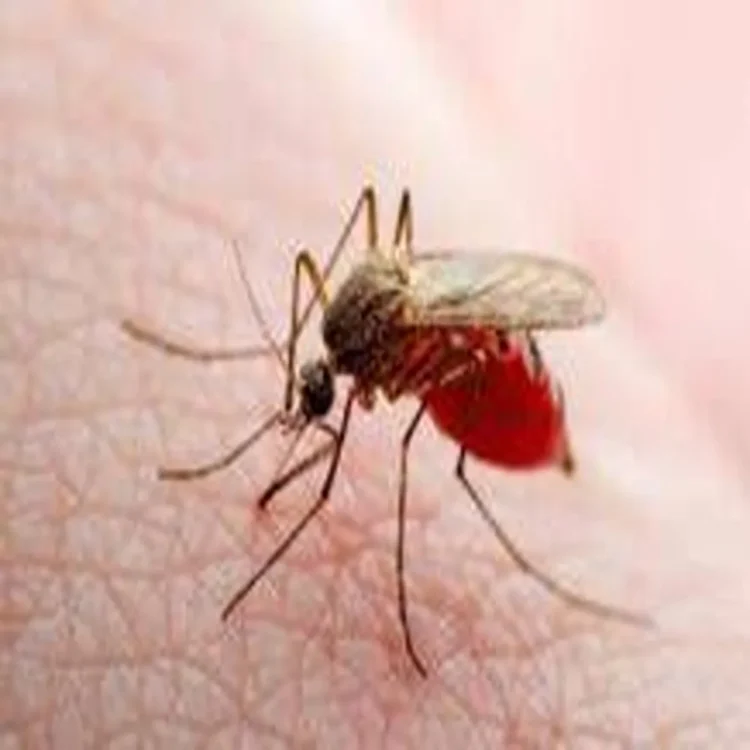 Mumbai monsoon mosquito control drive