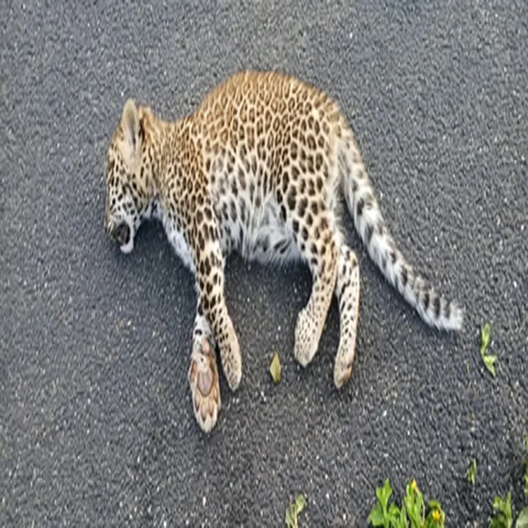 Nilgiris leopard cubs highway death investigation