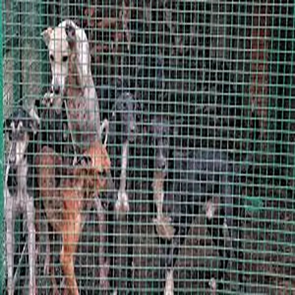Strayanimals punjab plans restricted zones tackle