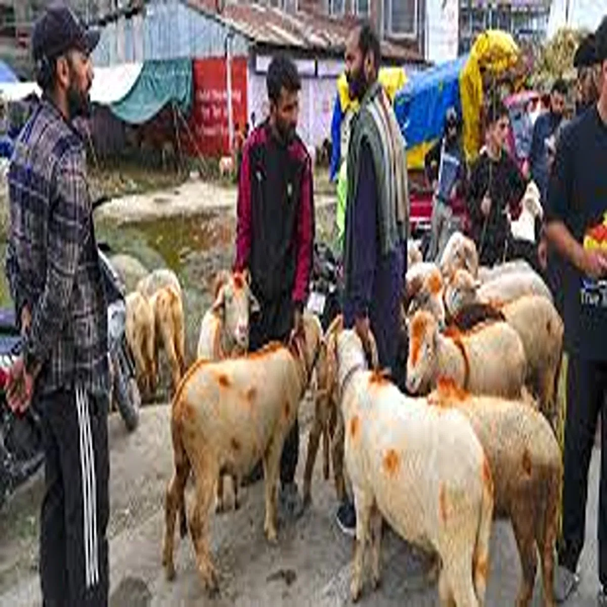 Livestock sambhal tightens security eid adha